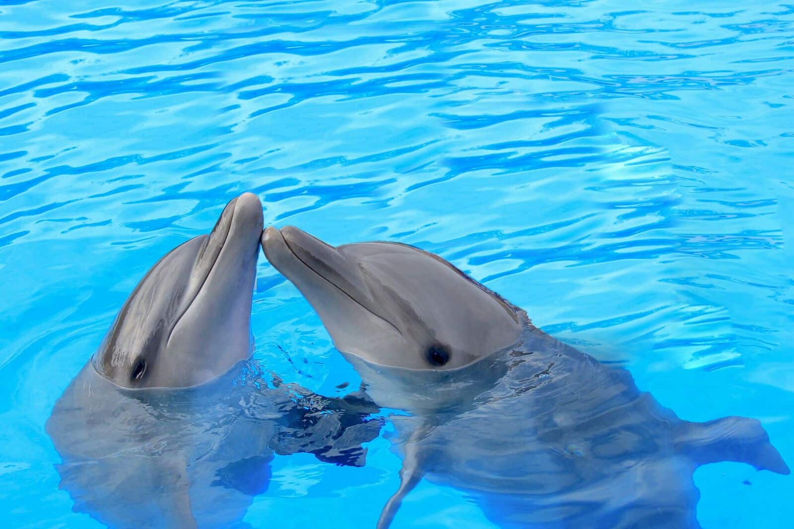 Dolphin Communication Dolphin Facts