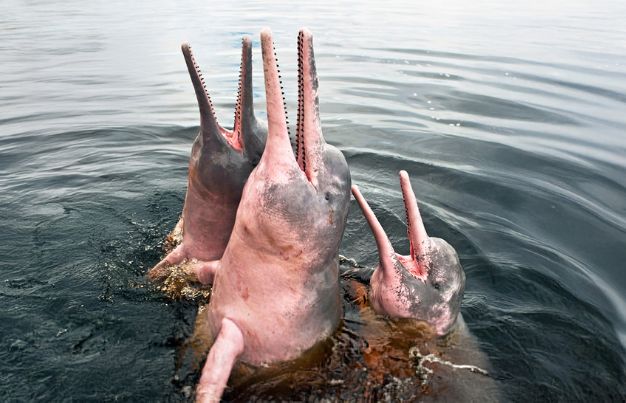 Pink river dolphin swimming in murky water