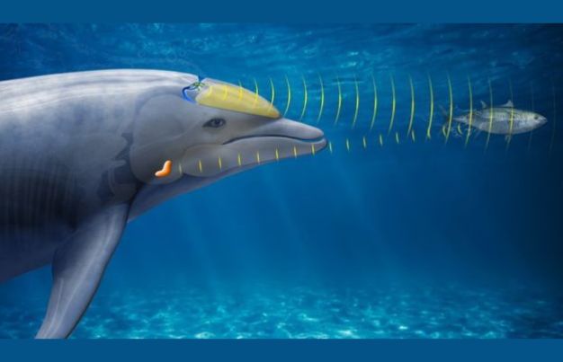 Sonarecholocation infographic