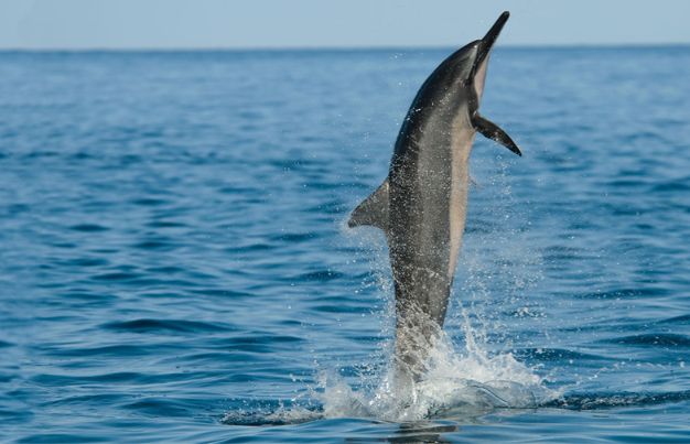 Spinner dolphin leaping out of water