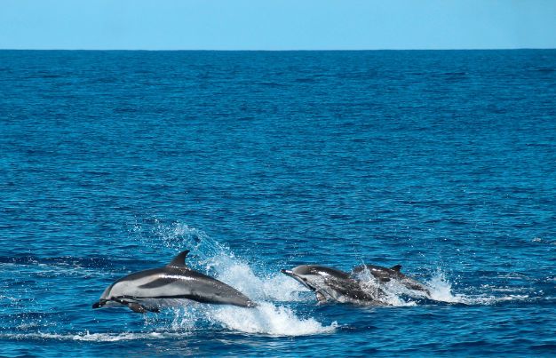 A group of dolphins swimming together in the ocean