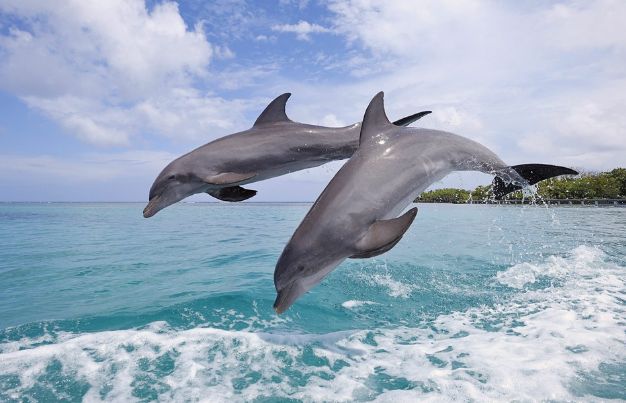 Bottlenose dolphin jumping out of the ocean