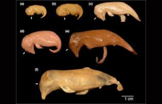 Dolphin embryo development stages in the womb