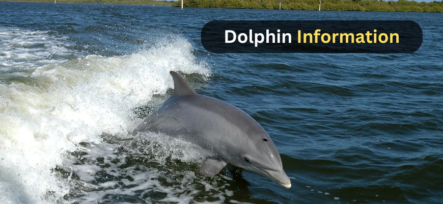 Dolphin Information