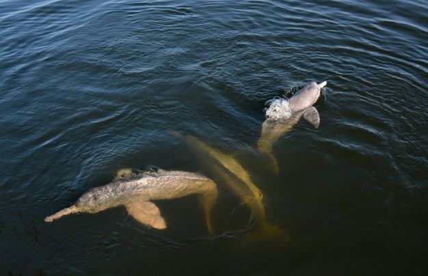 Pink Amazon river dolphin underwater