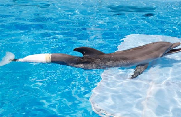 Winter the dolphin with prosthetic tail at aquarium
