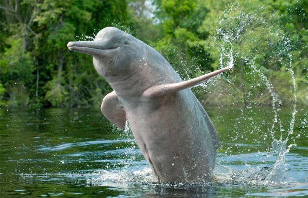 Amazon river dolphin