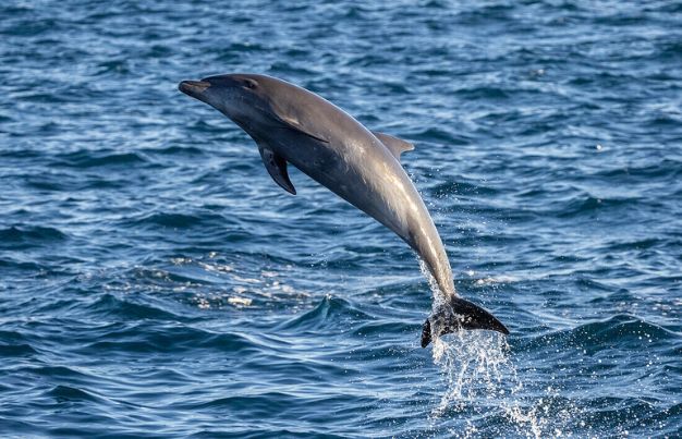 Bottlenose dolphin leaping out of water