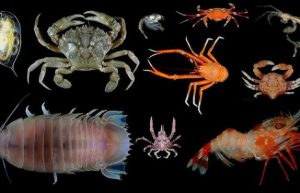 Crustaceans