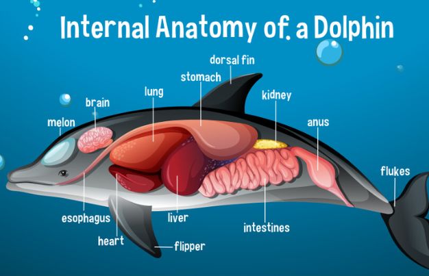 dolphin anatomy