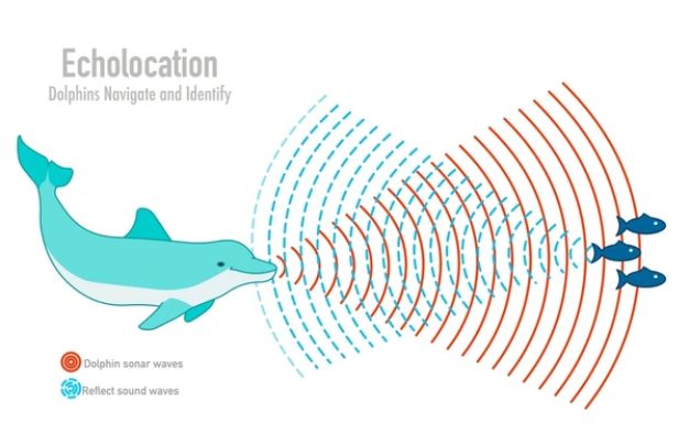 Dolphin anatomy with blowhole and sonar system