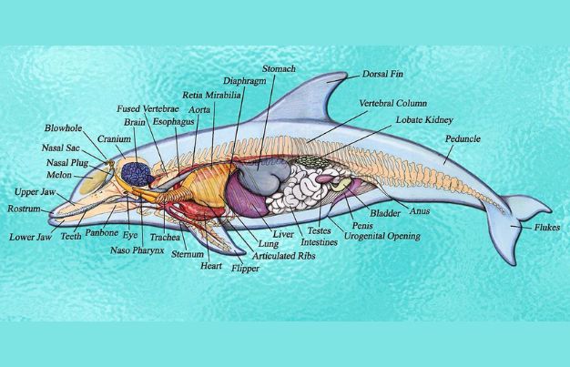 dolphin anatomy