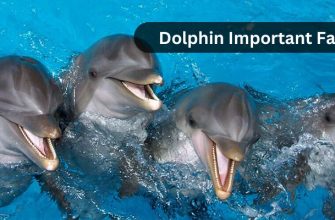 dolphin important facts