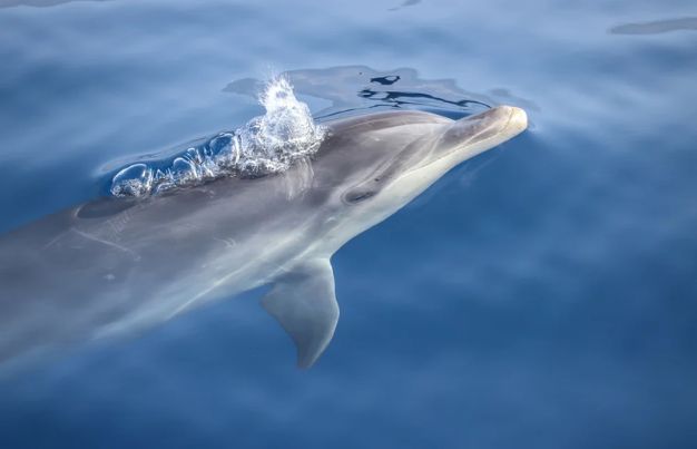 Dolphin surfacing to breathe air