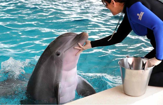 characteristics dolphin personality