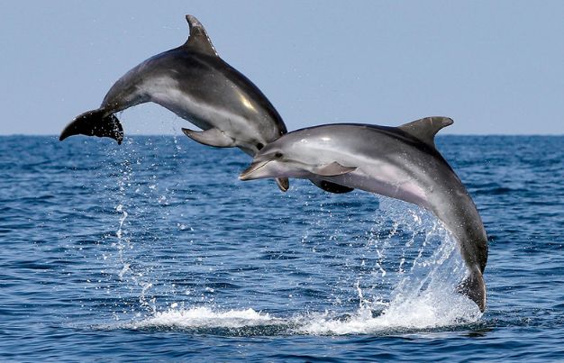 Dolphins hunting in shallow waters or jumping