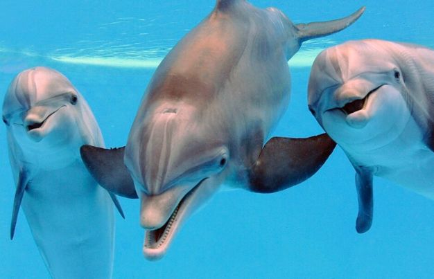 Communication and Social Intelligence