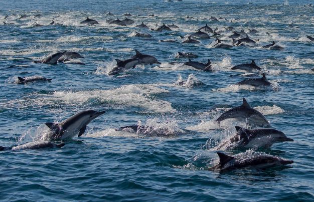 Group of dolphins in the ocean