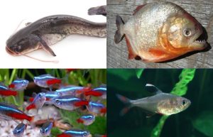Fish (like catfish, piranhas, and tetras)