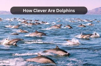 how clever are dolphins