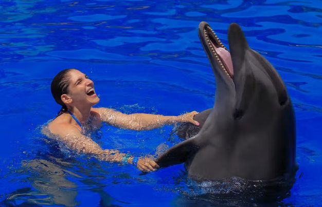 Dolphin intelligence