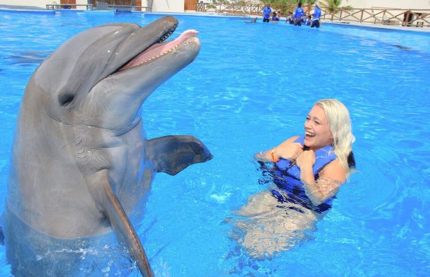 how smart are dolphins to humans