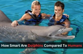 How Smart Are Dolphins Compared To Humans