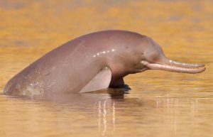 Indus River Dolphin