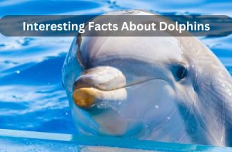 interesting facts about dolphins