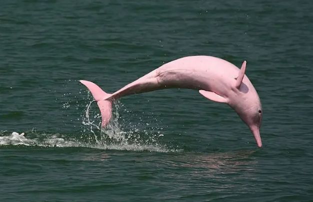 Pink Amazon river dolphin swimming in freshwater