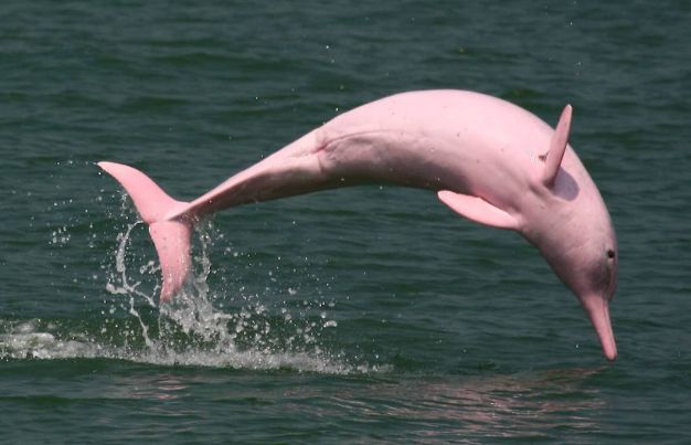 pink dolphin swimming