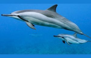 Spinner Dolphin