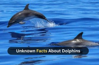 unknown facts about dolphins