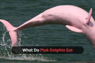 what do pink dolphin eat