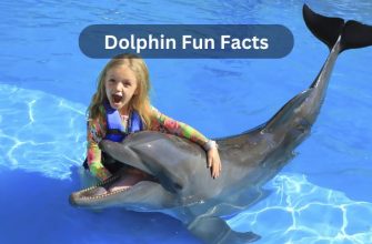 dolphin fun facts