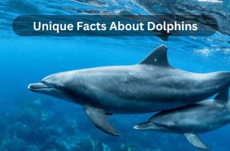 unique facts about dolphins